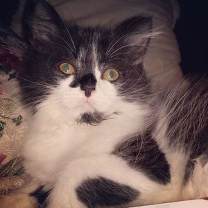 Meet your Posher, Allyssa